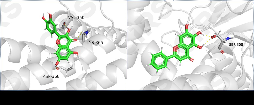 活性原料,藥理學,化妝品,原料,開發(fā)