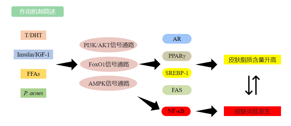 祛痘產品,祛痘功效測定,化妝品,監督