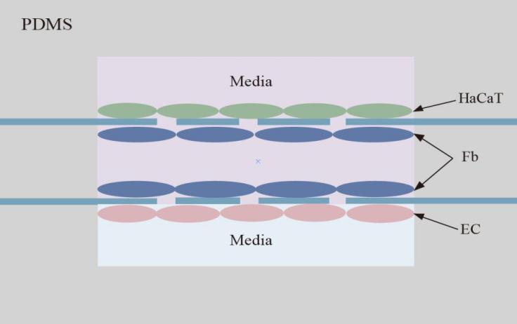新型皮膚,芯片,化妝品安全,功效評(píng)價(jià)