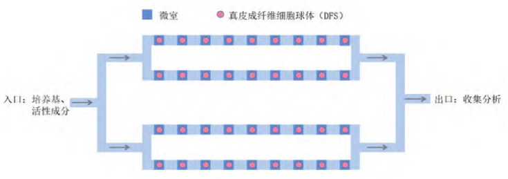 新型皮膚,芯片,化妝品安全,功效評(píng)價(jià)