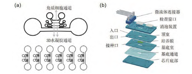 新型皮膚,芯片,化妝品安全,功效評(píng)價(jià)