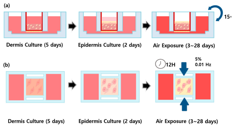 新型皮膚,芯片,化妝品安全,功效評(píng)價(jià)
