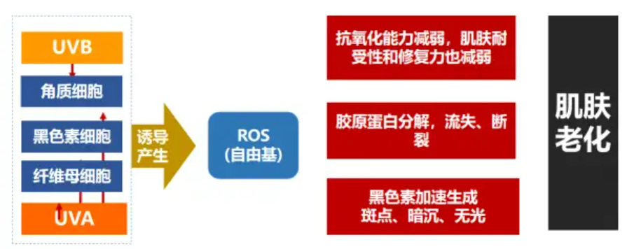 化妝品,抗氧化,抗衰,氧化還原反應(yīng),皮膚,ROS