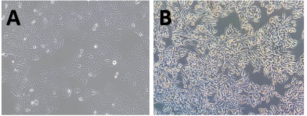 體外細胞,培養,模型,祛斑,美白,功效評估