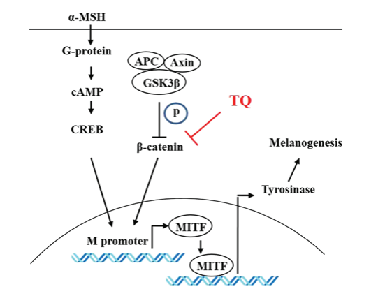 美白,功效原料,信號通路,黑素轉(zhuǎn)移,百里香醌