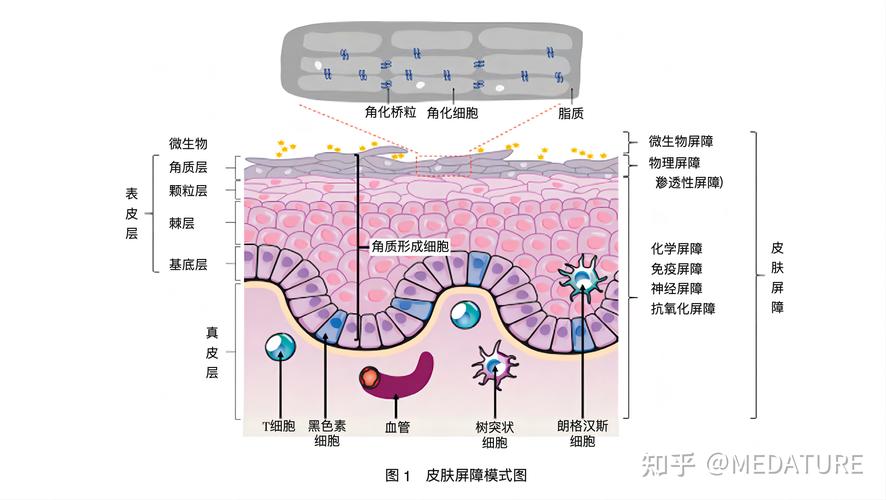 敏感肌,護理類,成分,功效評估