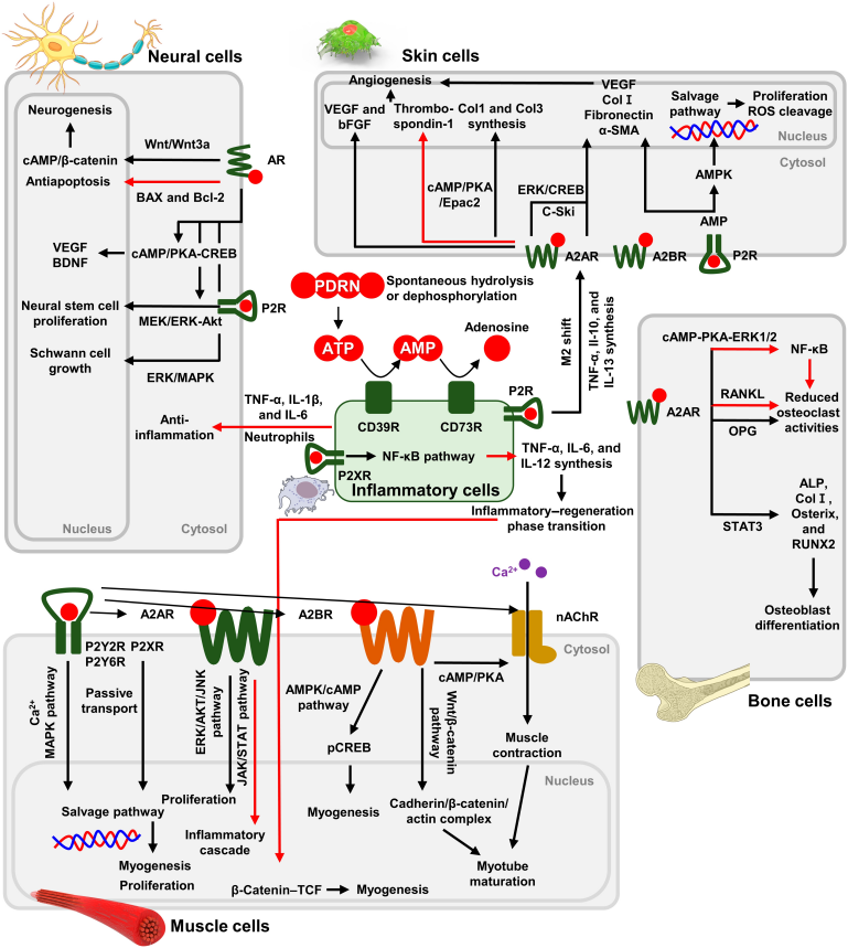 PDRN,再生醫(yī)學,護膚前沿,皮膚微生態(tài),安全性評估