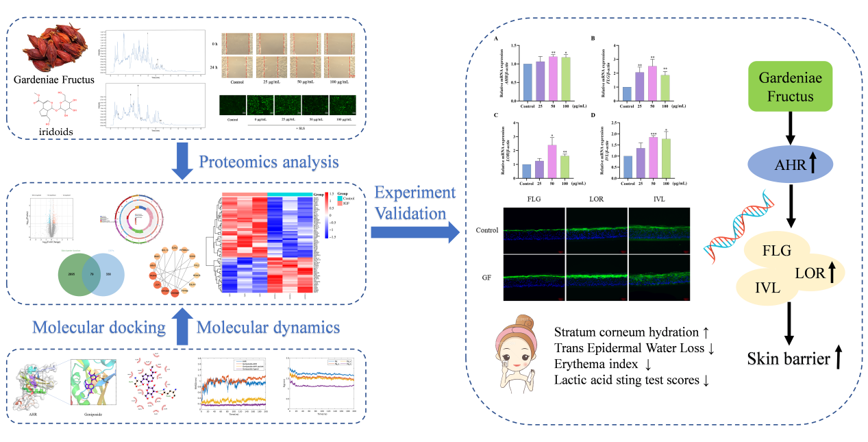 SCI期刊,科新生物,君裕集團(tuán),梔子提取物,增強(qiáng),表皮屏障機(jī)制